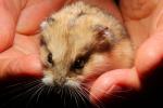 Hamster in Hands, whiskers, eyes, ears, cute, furry, fur, coat, AMRD01_024