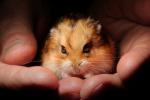 Hamster in Hands, whiskers, eyes, ears, cute, furry, fur, coat, AMRD01_025