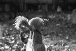 Squirrel, Bushytail, AMRPCD2931_049