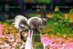 Squirrel, Bushytail, AMRPCD2931_049B