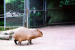 Capybara (Hydrochoerus hydrochaeris), AMRV01P03_05