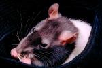 domestic rat, AMRV01P03_08.4101