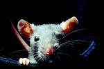domestic rat, AMRV01P03_09.4101