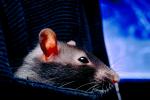 domestic rat, AMRV01P03_10.4101