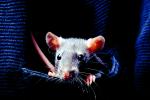 domestic rat, AMRV01P03_11.4101