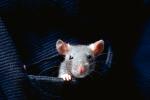 domestic rat, AMRV01P03_13.4101