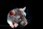 domestic rat, AMRV01P03_14.4101