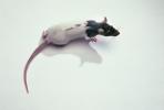 Mouse, Tail, Rat, Rattail, AMRV01P03_18