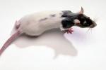 domestic rat, AMRV01P03_18B.1712