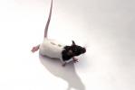 domestic rat, AMRV01P03_19