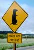 Prarie Dog Crossing, Caution, warning