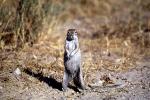 Squirrel, Etosha, Namibia, Etosha National Park 