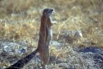 Squirrel, Etosha, Namibia, Etosha National Park , AMRV01P05_06