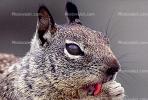 Squirrel, AMRV01P06_14C