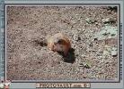 groundhog, AMRV01P07_14.4100