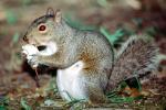 gray squirrell, AMRV01P09_04