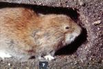 Short Tailed Vole (Microtus sp), AMRV01P10_07