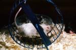 Mouse On An Exercise Wheel, AMRV01P10_15