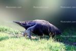 Anteater, AMSV01P02_01
