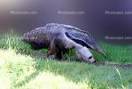 Anteater, AMSV01P02_02