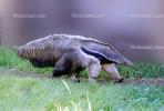 Anteater, AMSV01P02_03