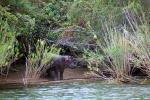 Hippopotamus along the Lake, Mahale Mountian National Park, Lake Tanganika, AMTD01_030