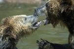 Grizzly Bears, Fighting, AMUD01_002