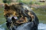 Grizzly Bears, Fighting, AMUD01_003