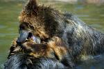 Grizzly Bears, Fighting, AMUD01_005
