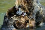 Grizzly Bears, Fighting, AMUD01_006
