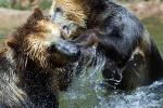 Grizzly Bears, Fighting, AMUD01_008