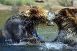 Grizzly Bears, Fighting, AMUD01_009