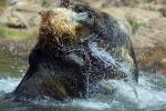 Grizzly Bears, Fighting, AMUD01_010