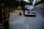 Bear, Car, automobile, vehicle, 1940s