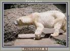 Polar Bear (Ursus maritimus), AMUV01P01_02