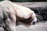 Polar Bear (Ursus maritimus), AMUV01P01_03