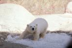 Polar Bear Cub, AMUV01P01_10.1712