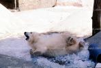 Polar Bear Cub, AMUV01P01_11