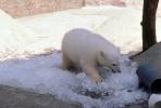 Polar Bear Cub, AMUV01P01_12.1712