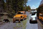 Brown Bears with Cars, Volkswagen, roadside attraction, Cub