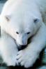 Polar Bear (Ursus maritimus), AMUV01P01_16