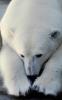 Polar Bear (Ursus maritimus), AMUV01P01_18