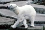 Polar Bear (Ursus maritimus), AMUV01P02_05