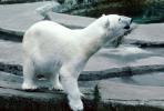 Polar Bear (Ursus maritimus), AMUV01P02_06