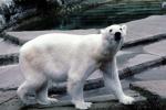 Polar Bear (Ursus maritimus), AMUV01P02_07