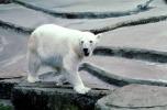 Polar Bear (Ursus maritimus), AMUV01P02_08