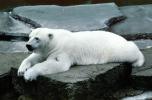 Polar Bear (Ursus maritimus), AMUV01P02_09