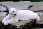 Polar Bear (Ursus maritimus), AMUV01P02_10