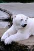 Polar Bear (Ursus maritimus), AMUV01P02_10B