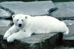 Polar Bear (Ursus maritimus), AMUV01P02_11